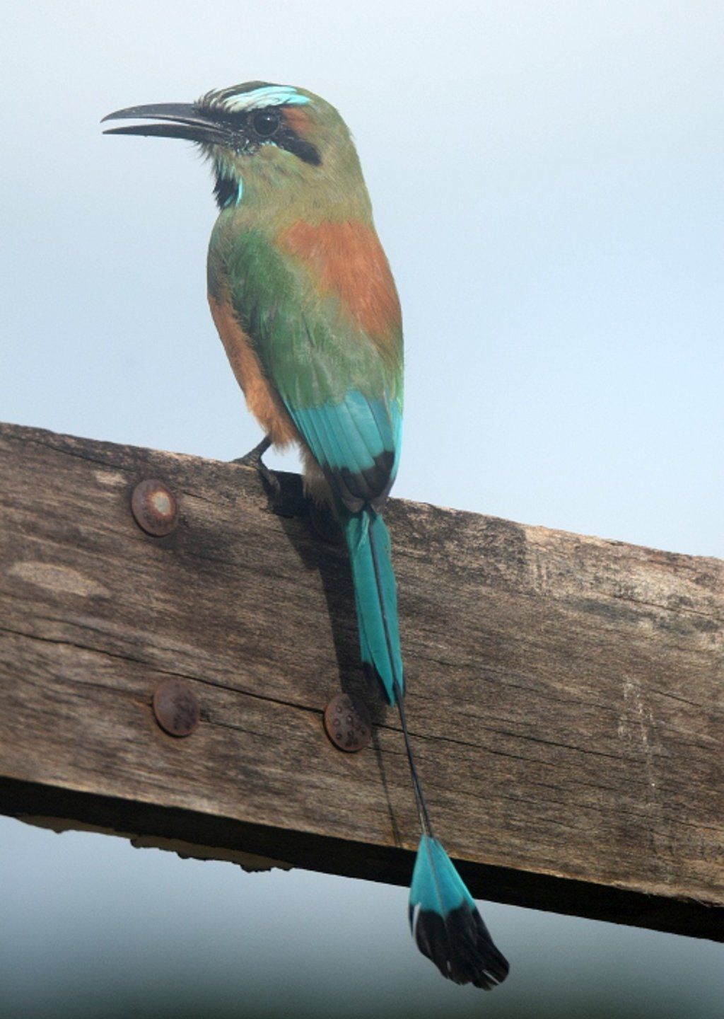 Turquoise-browed Motmot – Momoto Cejiceleste