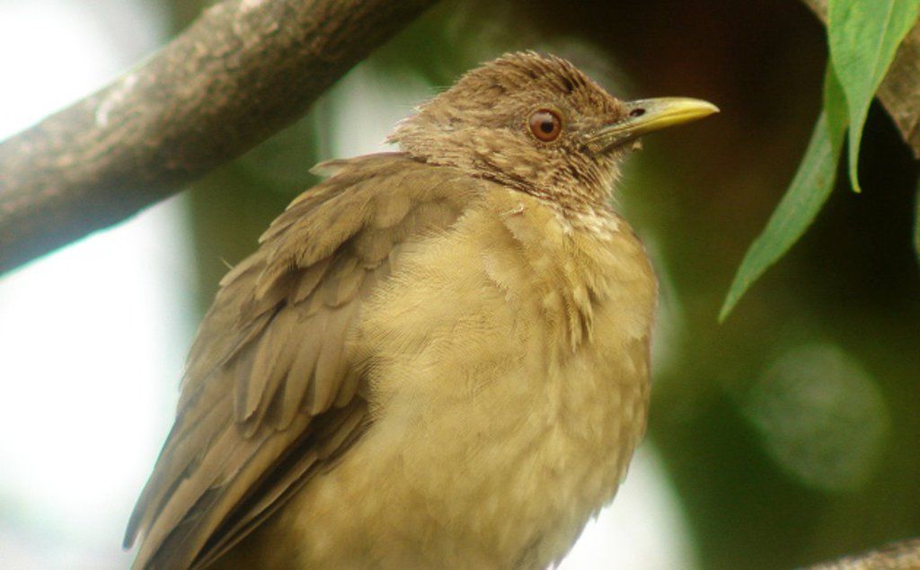 Yuguirro in Costa Rica
