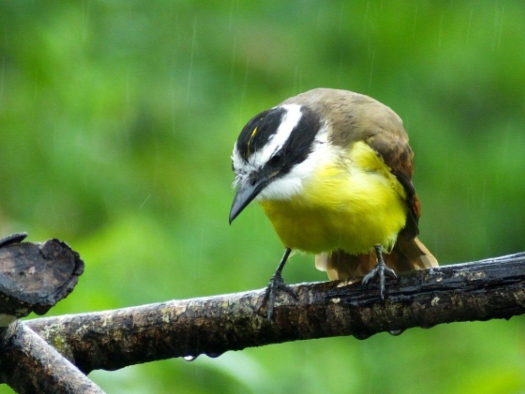A Great Kiskadee (Bienteveo Común) in the rain