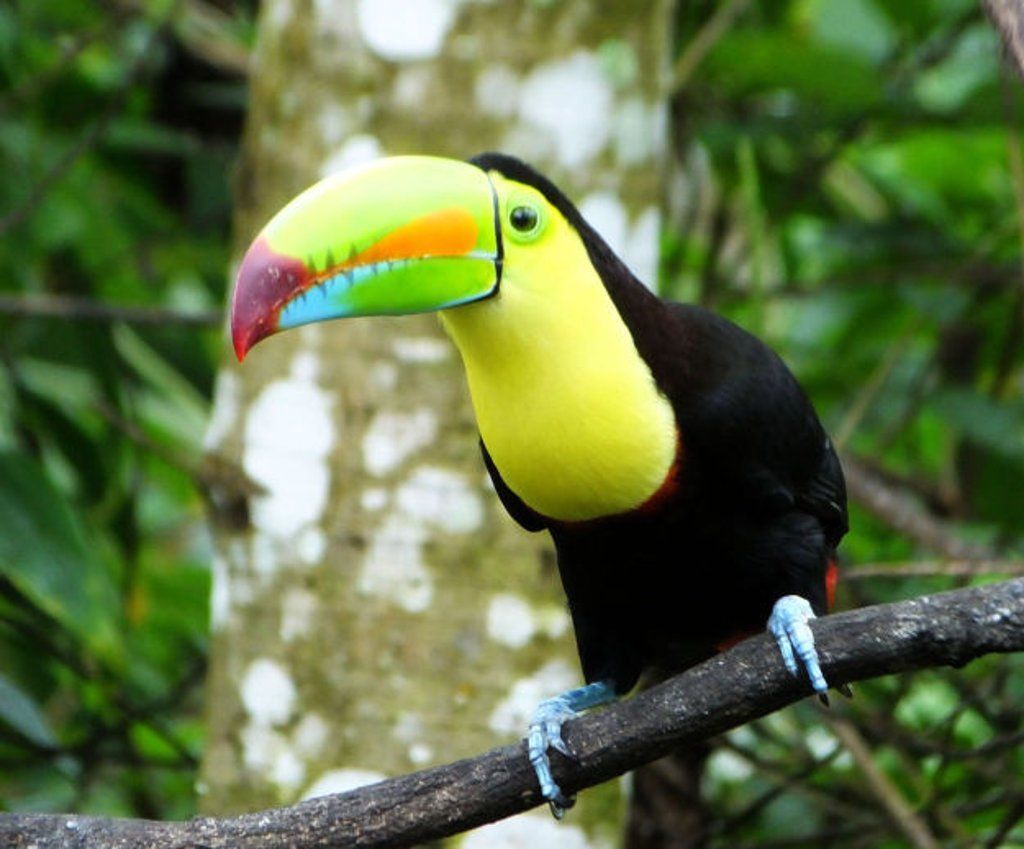 Keel-billed toucan
