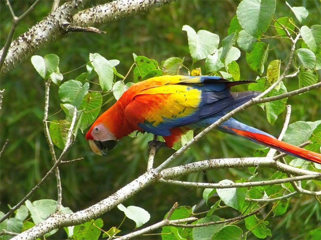 In Costa Rica, the Scarlet Macaw is also known as the “Lapa” or “Lapa Roja”
