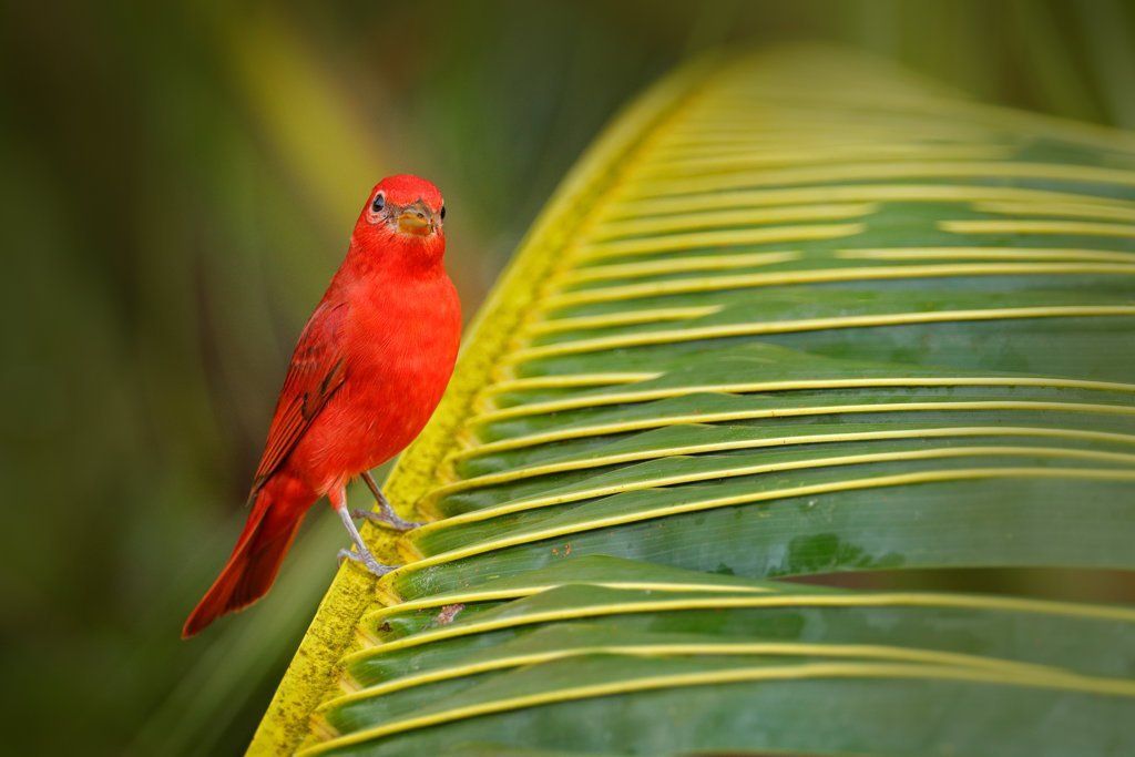 Summer Tanager
