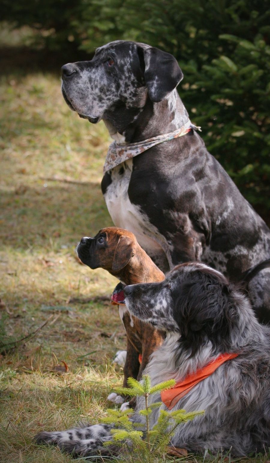 Two spotted dogs sit outdoors, one wearing a tan harness and one an orange collar.