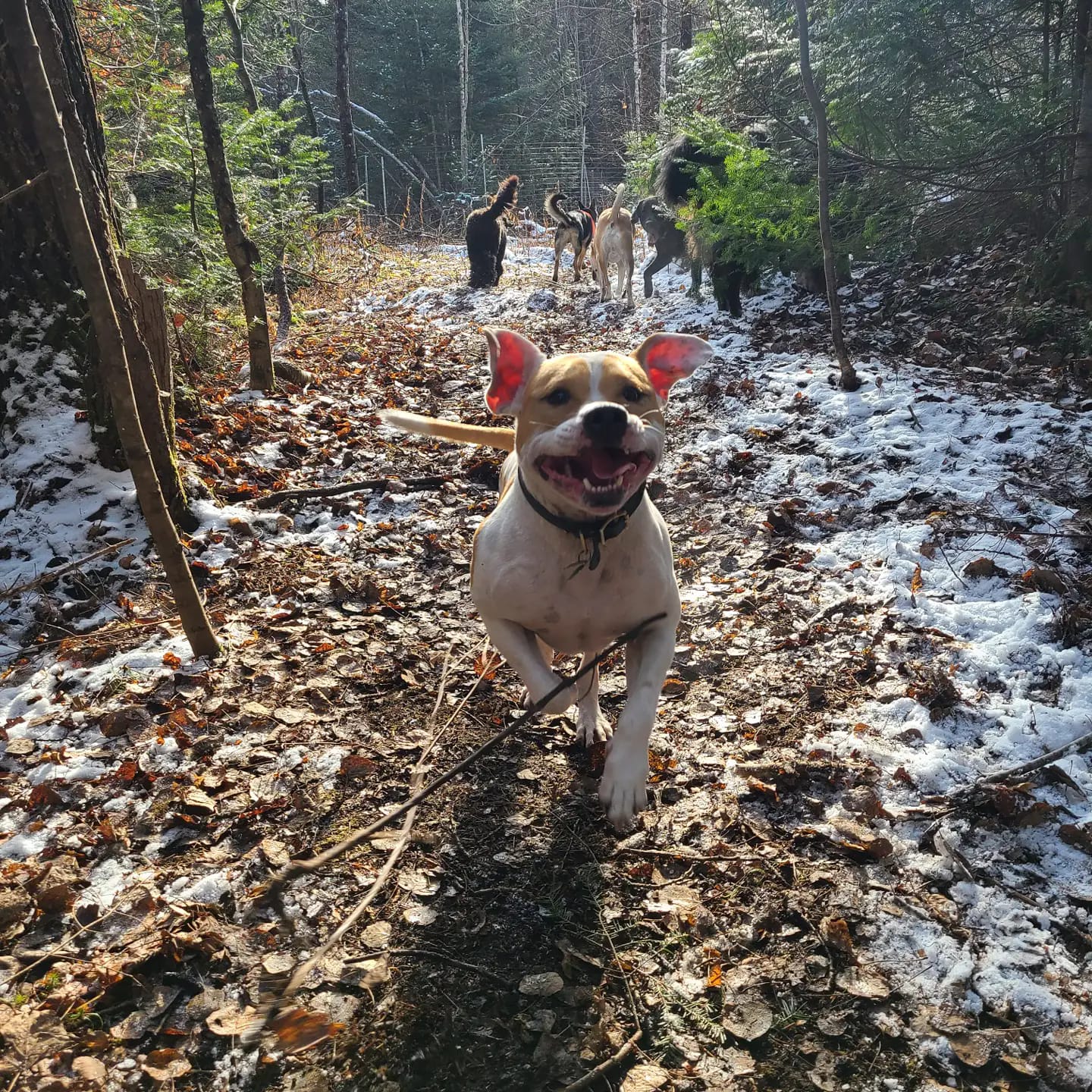 Happy Pablo the dog!