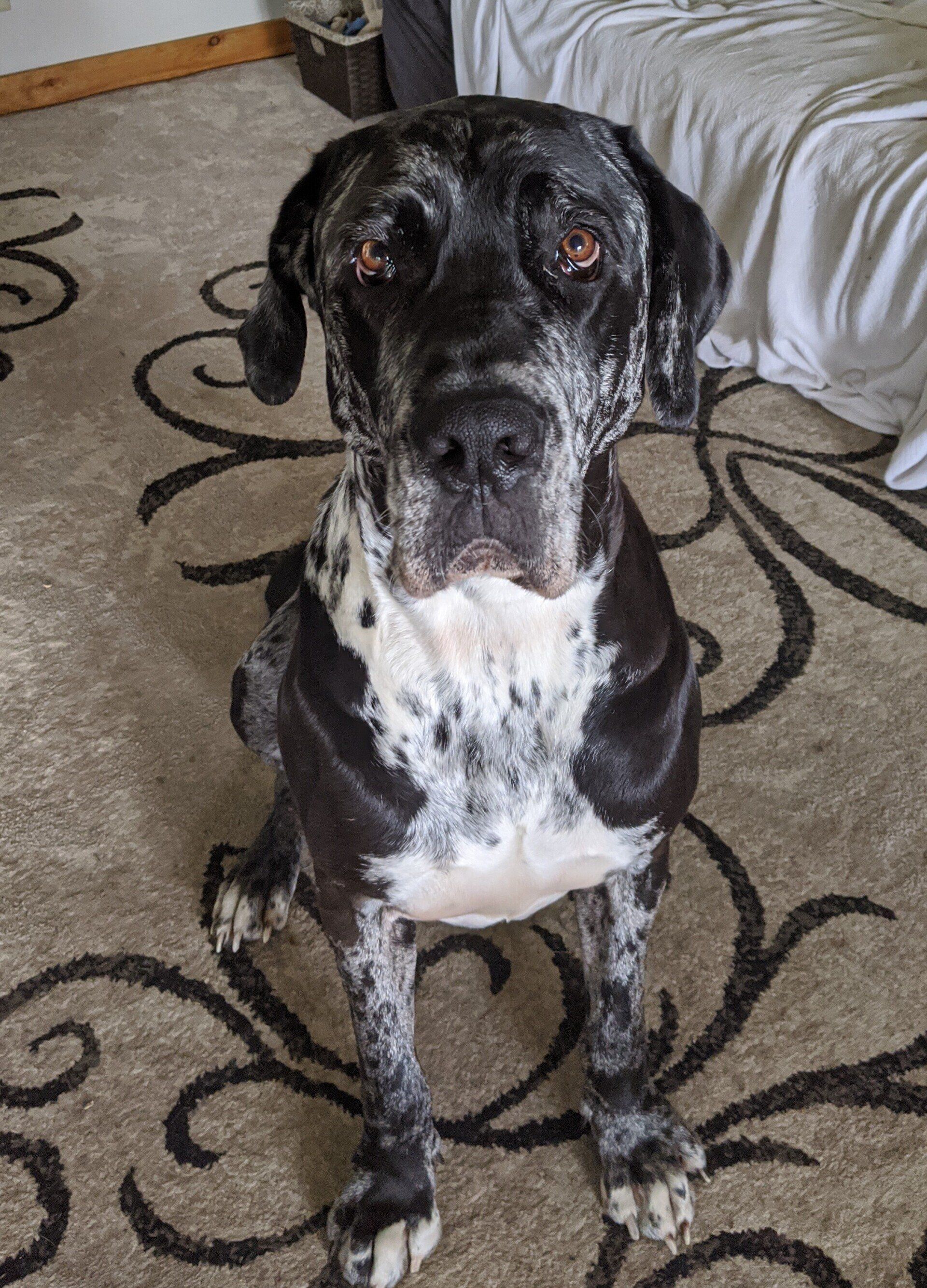 Stryker sitting on the bedroom floor