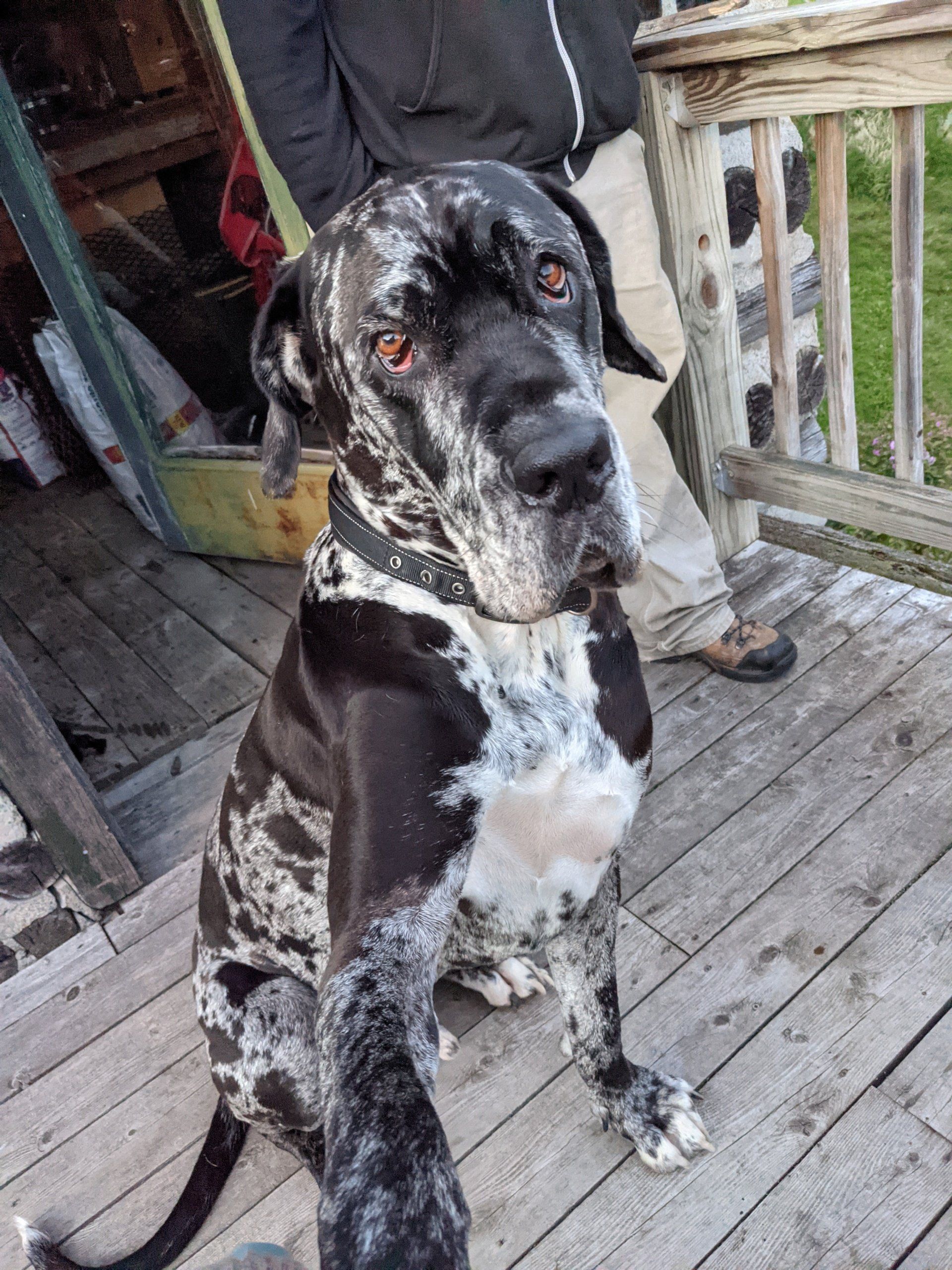 Great Dane