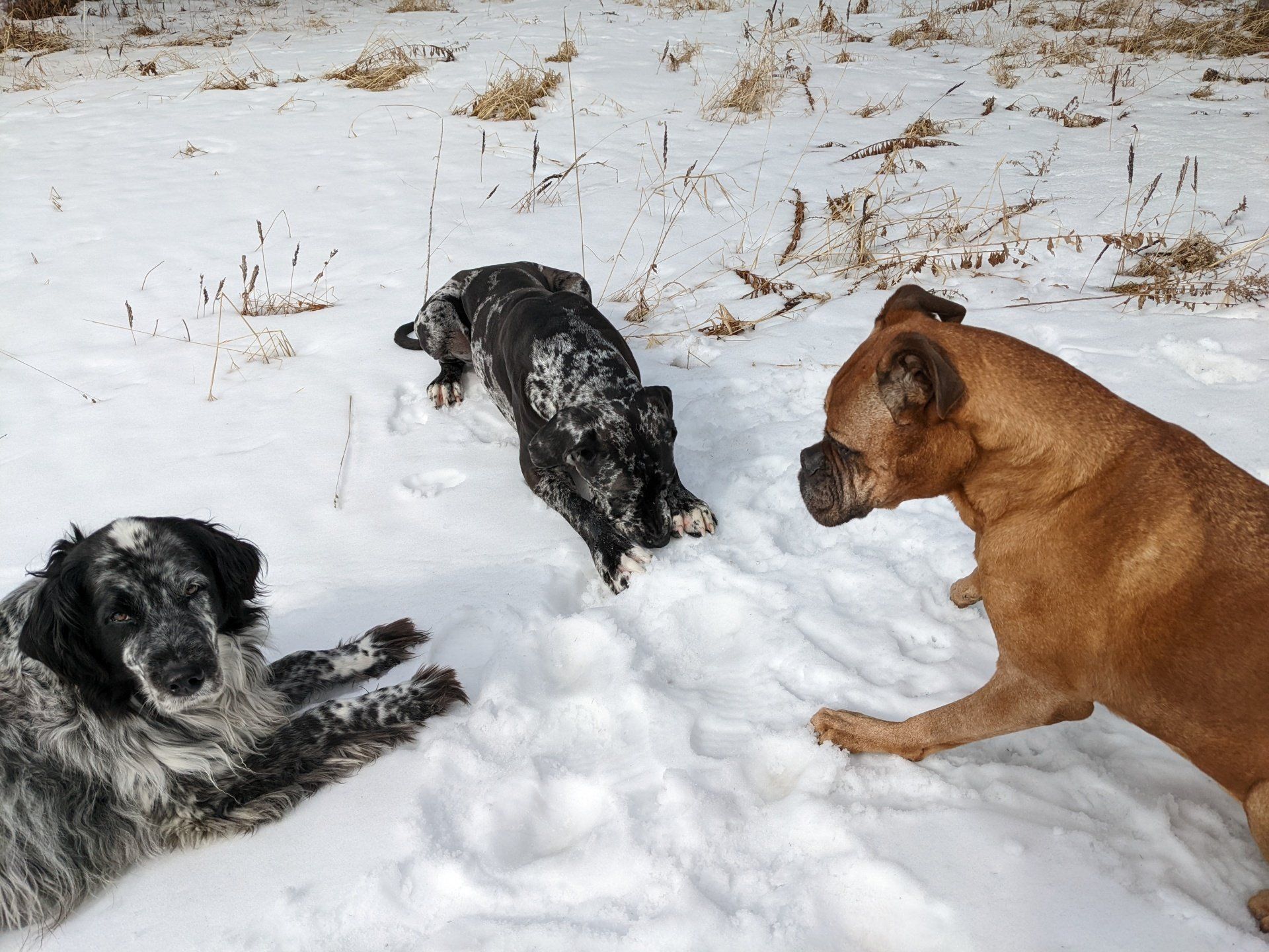 Dogs playing in the snow