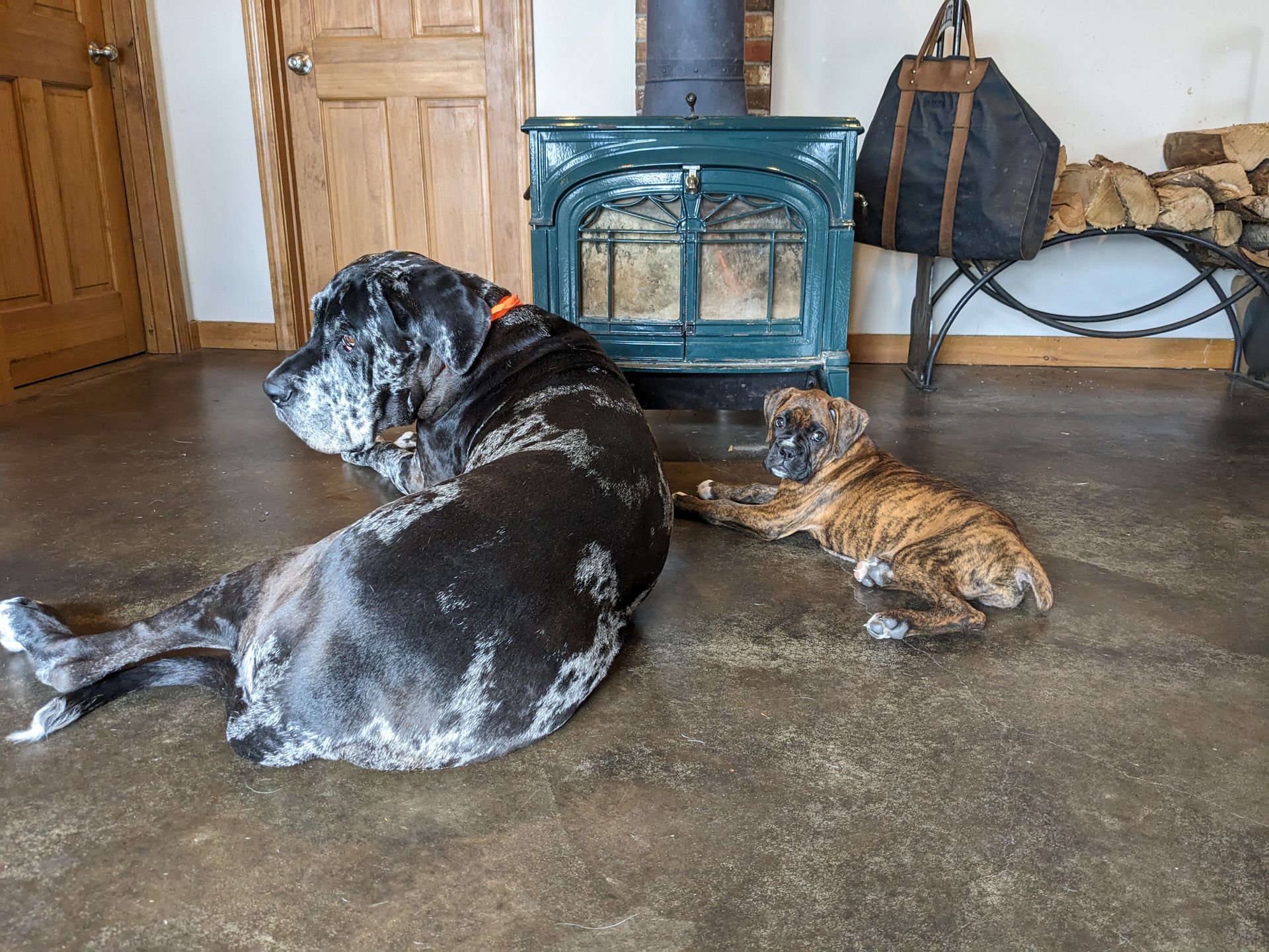 Two dogs laying on the floor together