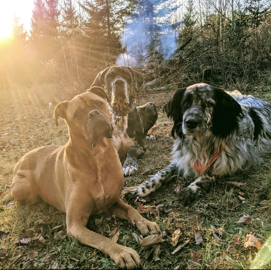 3 dogs laying on the ground in the sun.