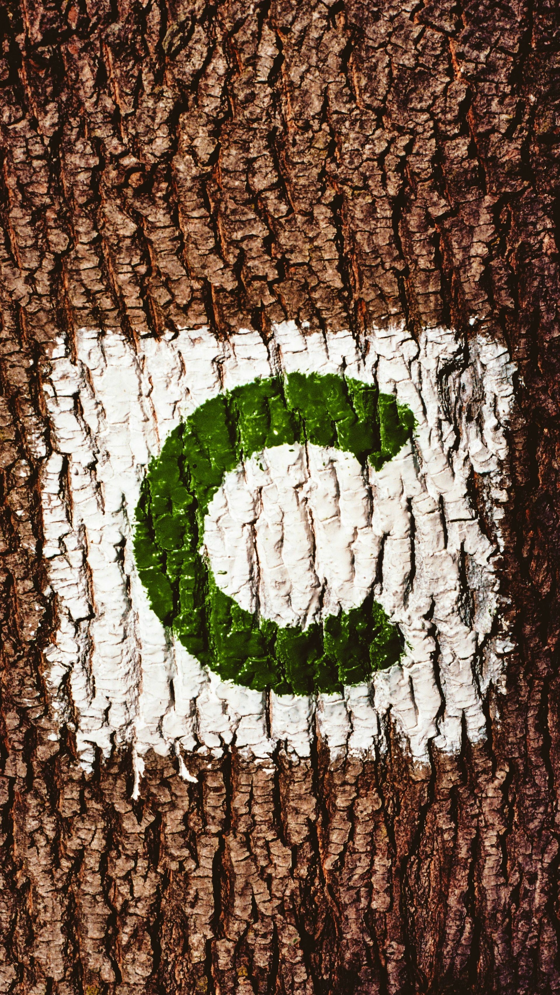 Brown tree bark with a white square and a green