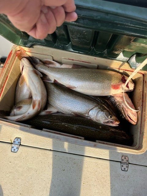 A person is holding a box of fish in their hand