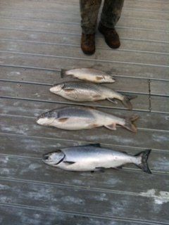 A person standing next to three fish on a wooden deck