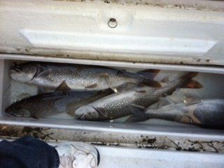 A bunch of fish are in a cooler on a boat