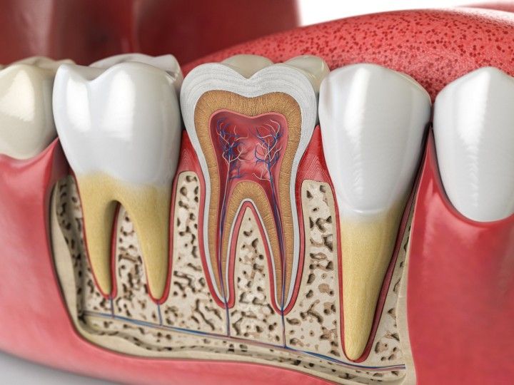Teeth