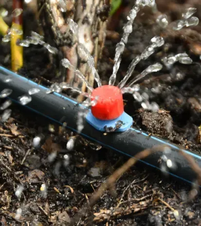 Drip irrigation in Black Canyon City, AZ