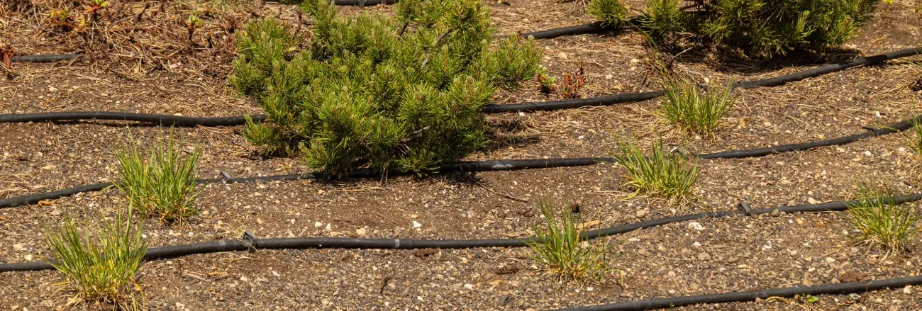 drip irrigation installation black canyon city az