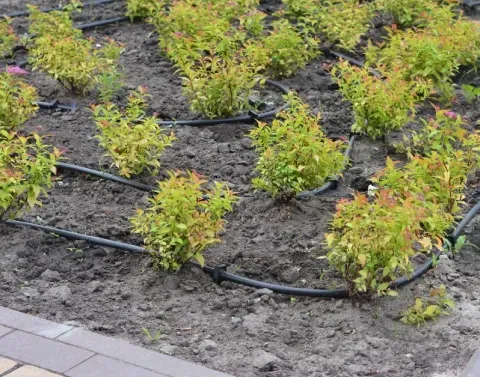 drip irrigation trees shrubs black canyon city az