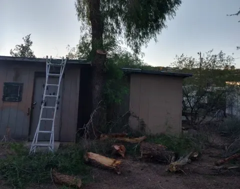 rapid tree clearing services in black canyon city az