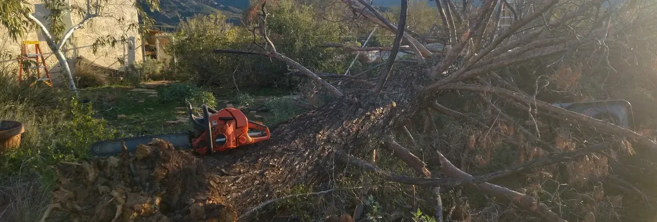 emergency tree services in black canyon city az