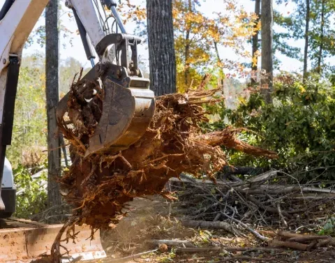 expert stump grinding in black canyon city az
