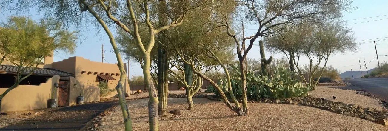 expert tree installation black canyon city az