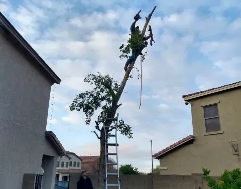 hazardous tree removal black canyon city az