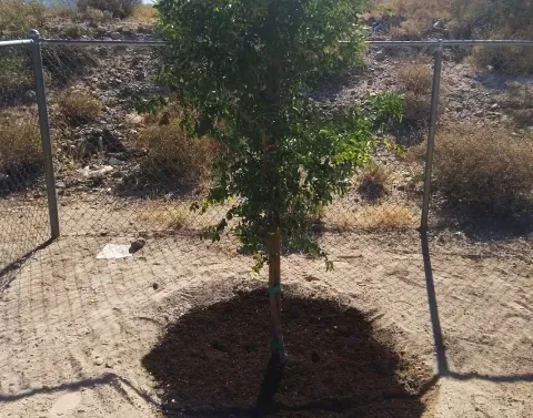 landscape tree planting black canyon city az