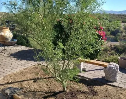 large tree installation black canyon city az