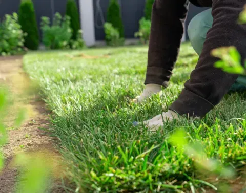 Lawn sod installation creating an even and established outdoor space