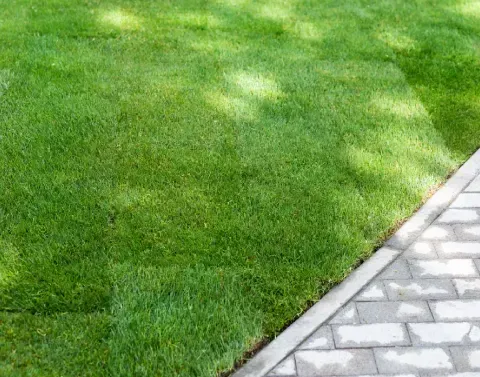 New sod lawn providing fresh grass across a residential property