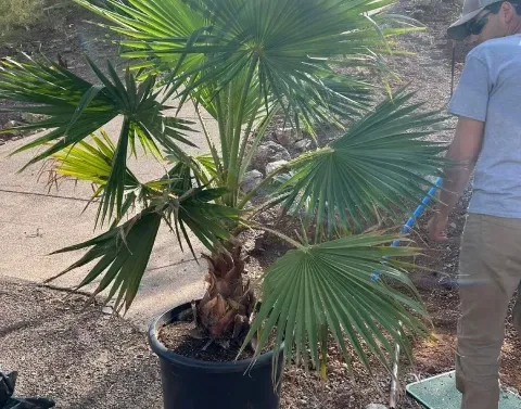 palm tree installation black canyon city az