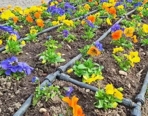 plant drip irrigation black canyon city az