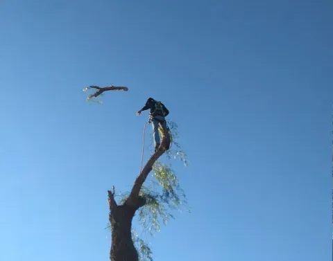 professional emergency tree services in black canyon city az