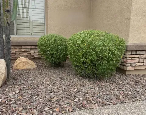 Professional landscape care maintaining a well-kept residential yard