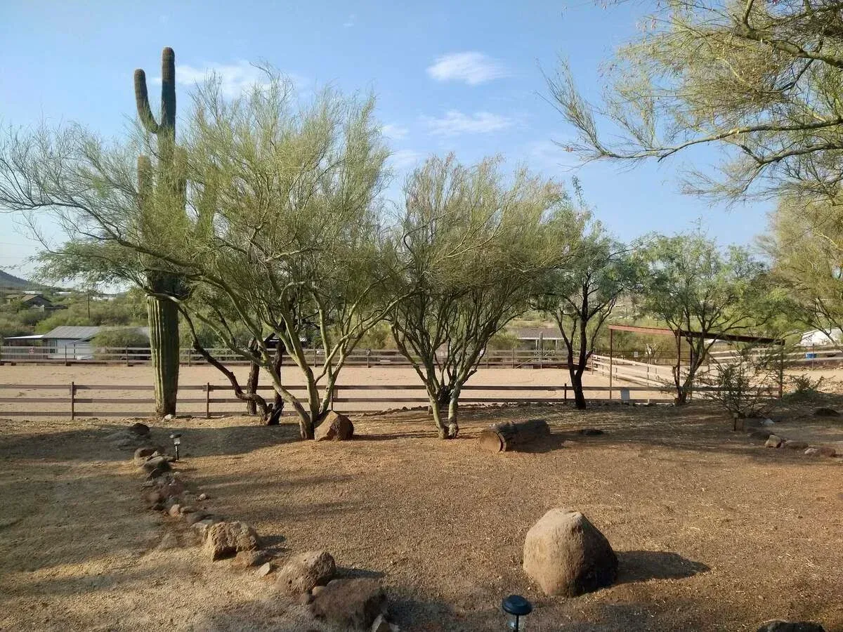 Professional landscaping services in Black Canyon City, AZ