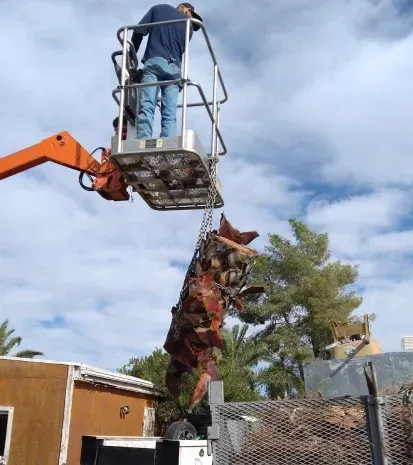 Professional tree care