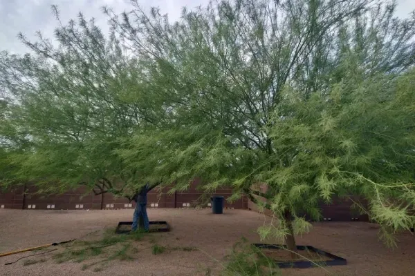 professional tree trimming black canyon city az