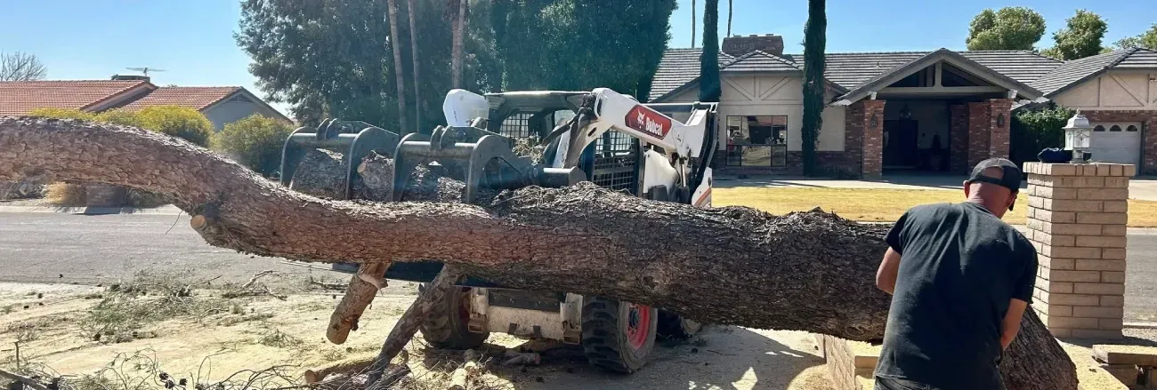 proven tree removal service black canyon city az