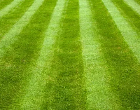 Regular lawn maintenance keeping a residential property looking tidy