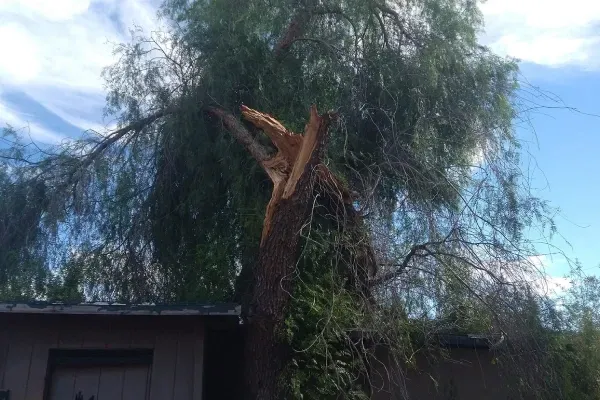 reliable emergency tree removal in black canyon city az
