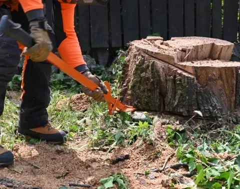 reliable stump removal services in black canyon city az