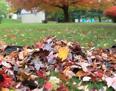Seasonal yard cleanup clearing overgrowth and debris from outdoor areas