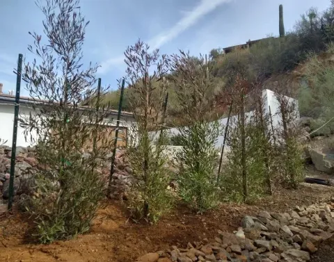 shade tree installation black canyon city az