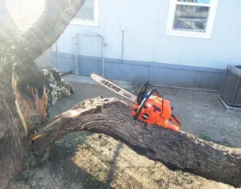 storm damaged tree removal black canyon city az