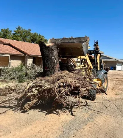 Stump grinding in Black Canyon City, AZ