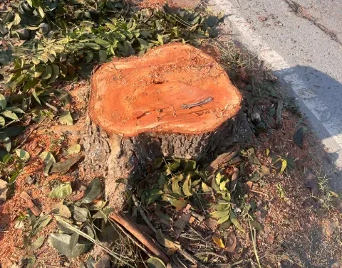 stump grinding options in black canyon city az