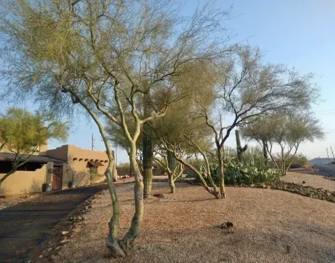 tree canopy pruning black canyon city az