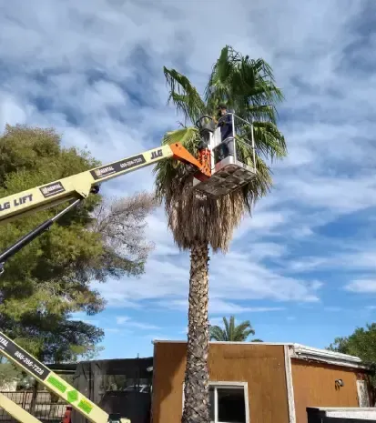 Professional tree care, trimming, and maintenance in Black Canyon City, AZ
