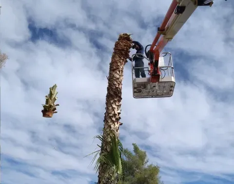 tree cutting service black canyon city az