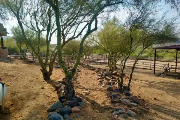 tree planting service black canyon city az